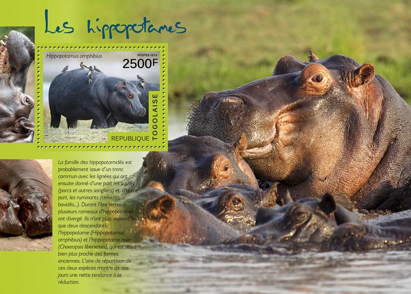 Hippopotamuses - Issue of Togo postage stamps